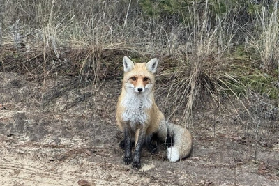 Волгоградские лисы выходят к людям: угроза бешенства