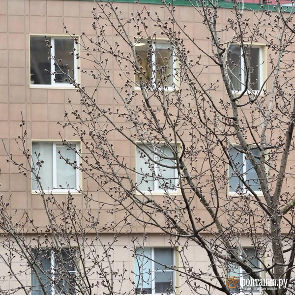 Источник: Сергей Михайличенко / «Фонтанка.ру»