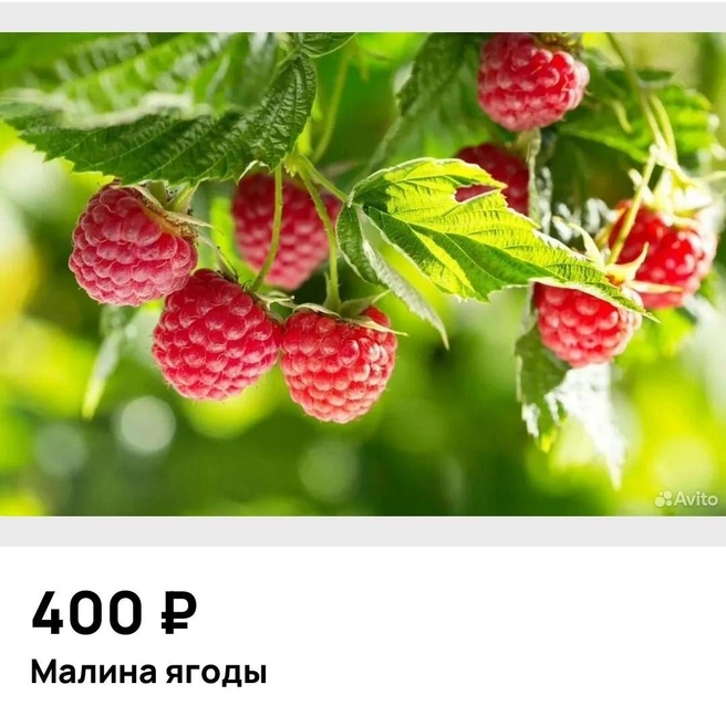 Малину тоже продают реже | Источник: Avito.ru