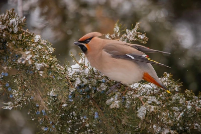 В Волгограде сфотографировали вернувшихся на зимовку свиристелей