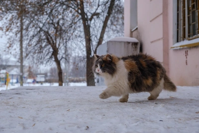 Март в Югре принесет морозы и снегопады