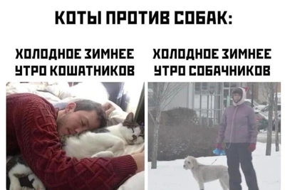 Это точно про вашего пушистого! 15 смешных картинок и мемов, которые поймут только кошатники