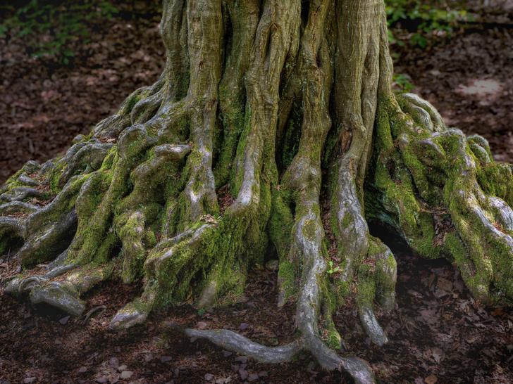 Чем различаются корень и корневище?
