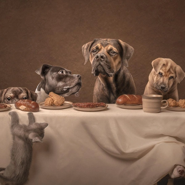 Победитель в номинации «Открытая категория» | Источник: Katie Brockman / Dog Photography Awards 2025