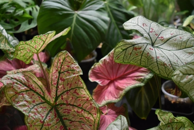 Botanical Expo Showcases Exotic Plants in Novosibirsk