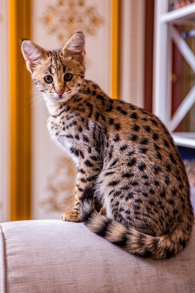 Саванна | Источник: Shutterstock/Fotodom.ru