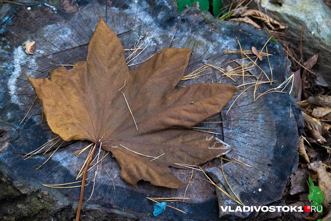 Источник: Елена Буйвол / VLADIVOSTOK1.RU