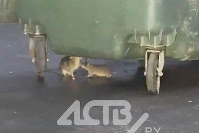 «Гнездо прямо под аптекой»: жалоба на крыс в Южно-Сахалинске
