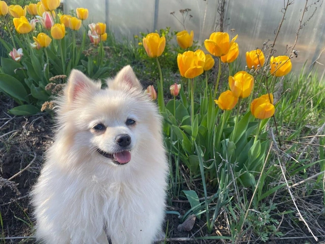 Какой породы ваш тюльпан? | Источник: читатель 63.RU