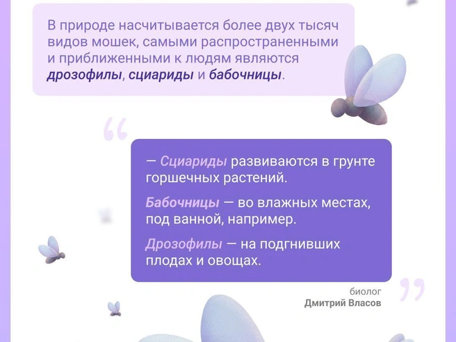 Какие мошки залетают в дом | Источник: Евгения Бикунова / Городские медиа