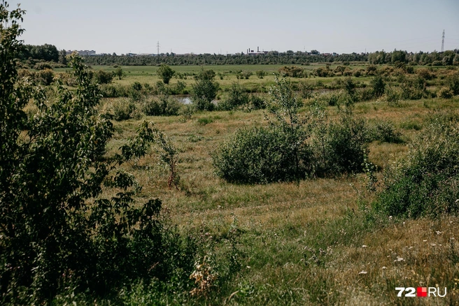 Предприимчивый крестьянин арендовал участок земли под лесопилку, даже не подозревая, как со временем масштабируется это предприятие | Источник: Ирина Шарова / 72.RU
