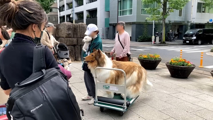 Японец потратил $14000, чтобы превратить себя в собаку. А вы смогли бы отличить его от настоящего пса?