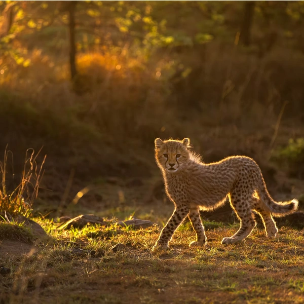 Источник: Jayakumar MN / The Artist Gallery Awards&nbsp;— Wildlife 2025