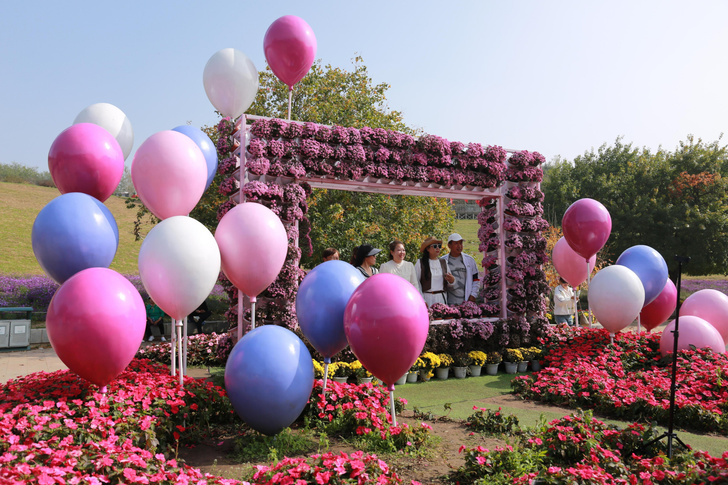 В Китае открылся фестиваль хризантем — смотрите, как красиво!