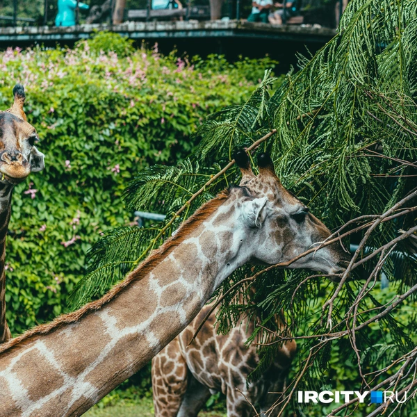 Источник: Алина Ринчино / «ИрСити»