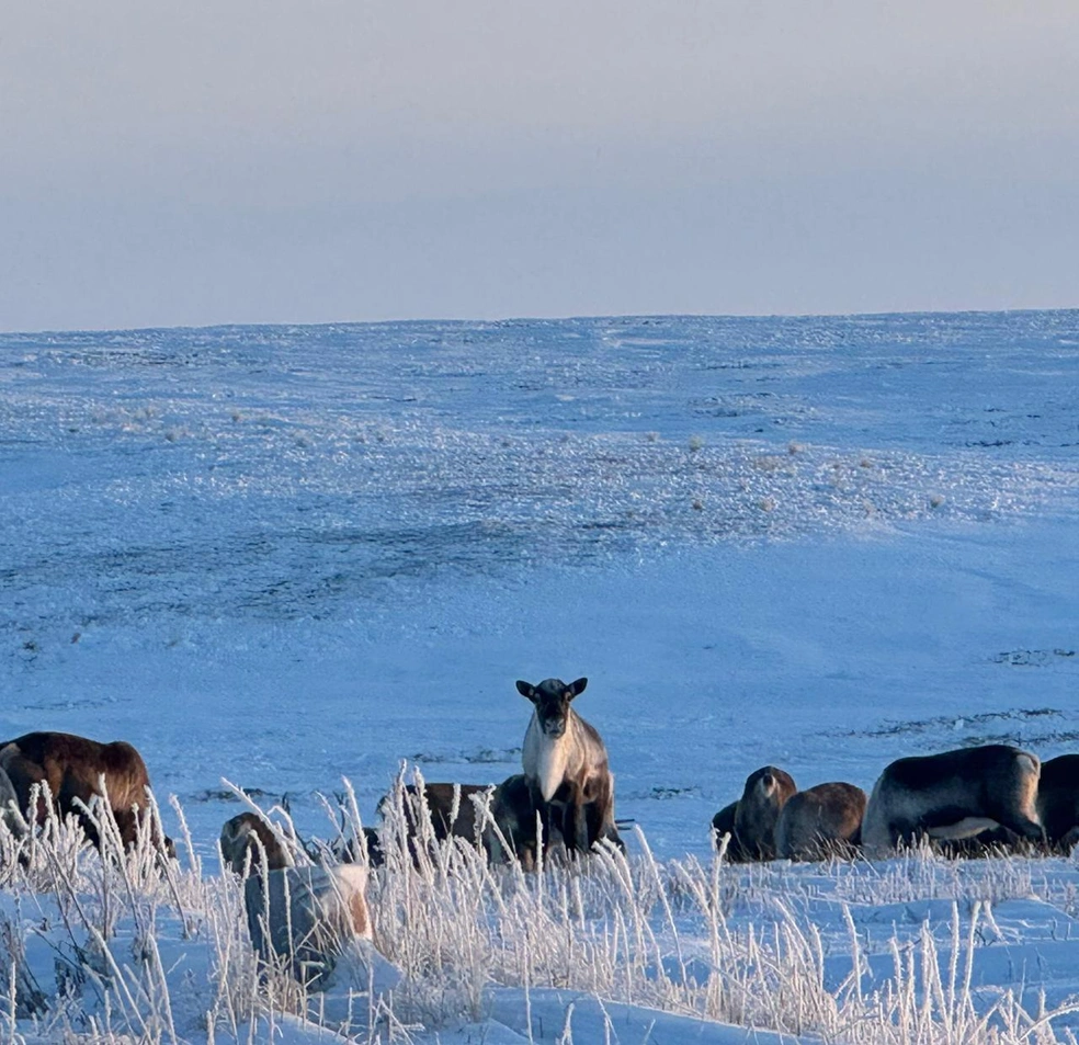 Жители села ведут коренной образ жизни — пасут стада оленей | Источник: Петр Петров