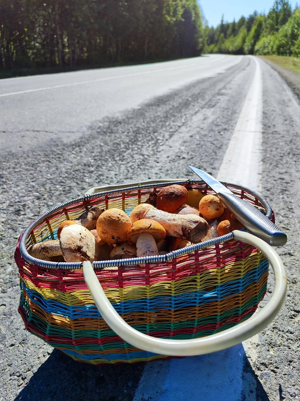 Посмотрите, какие крепкие подосиновики | Источник: Дары лесов Урала и Свердловской области / Vk.com 