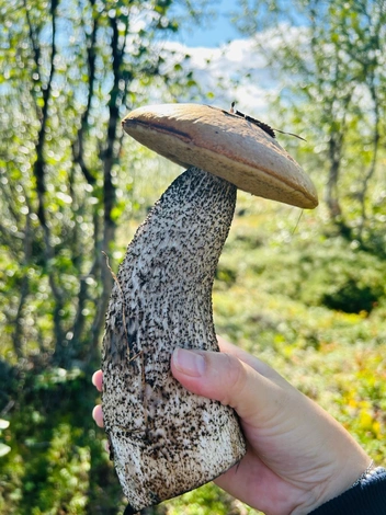 Источник: Анна Балаева