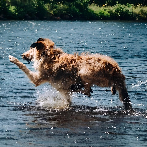 Источник: Chantal McLeod Holdsworth / Comedy Pet Photography Awards