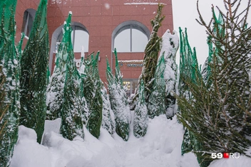 Деревья завернуты в сетку | Источник: Тимофей Калмаков / 59.RU