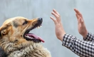 10 самых агрессивных пород собак, по данным нового исследования (результаты вас удивят)