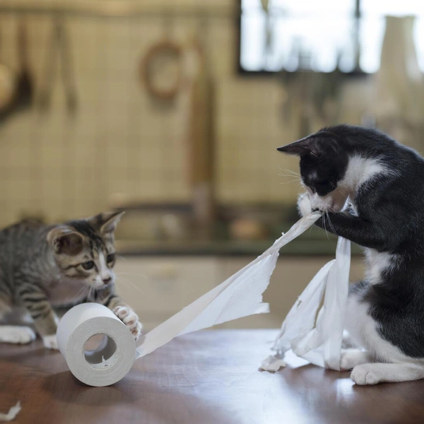 Источник: Comedy Pet Photography Awards