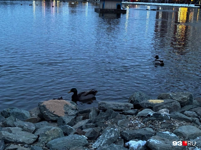 Они плыли очень плавно | Источник: Алина Лустина / 93.RU