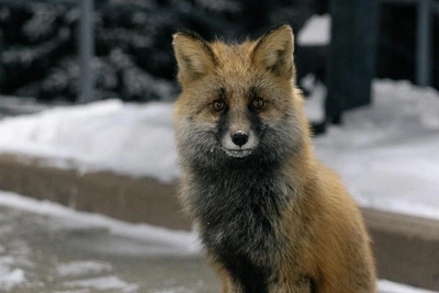 Двое кузбассовцев госпитализированы с бешенством