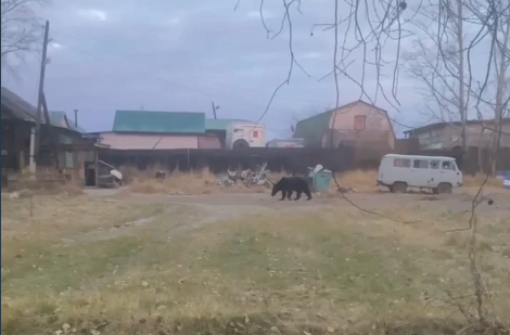 Видео с медведем в Могоче разлетелось по Сети — власти начали патрулирование