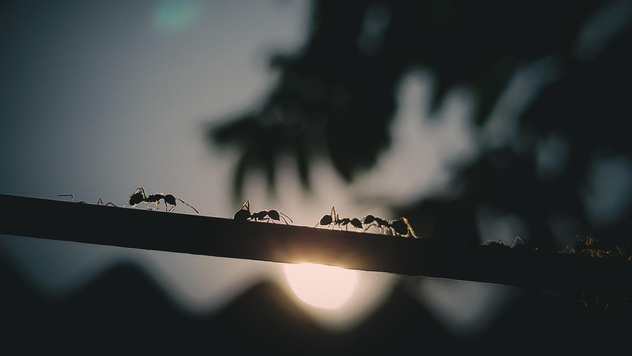 Как избавиться от муравьев на огороде и участке: 10 способов