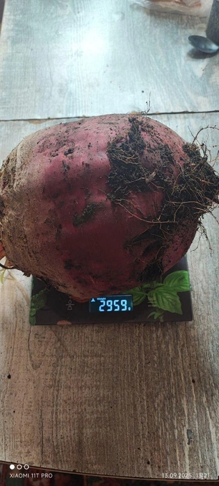 Сибирячка рассказала, что у нее было еще пять корнеплодов такого же размера | Источник: читательница НГС Ирина