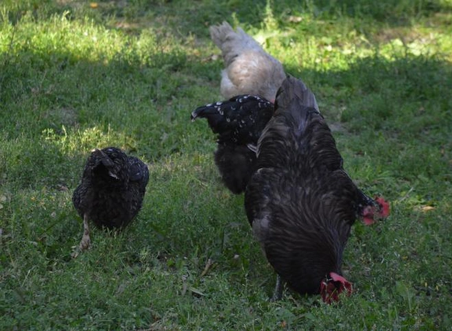 На юге Китая зафиксирован случай заражения человека птичьим гриппом | ya62.ru