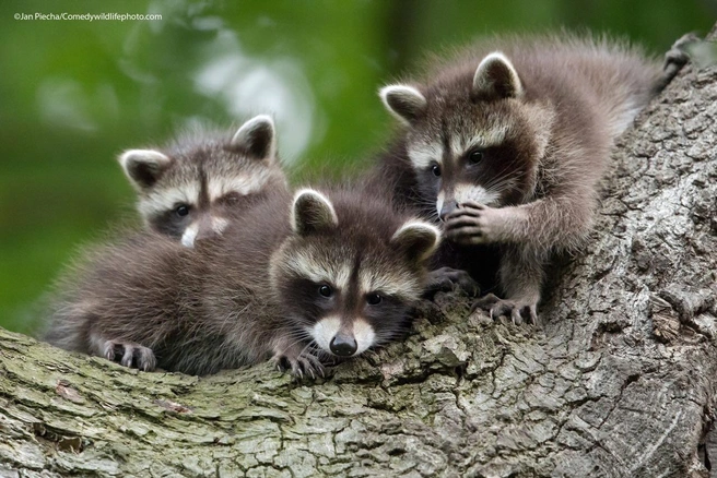 Источник: Jan Piecha / Comedy Wildlife Photography Awards