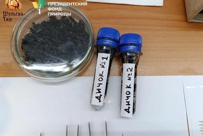 В Шульган-Таше обнаружили диких башкирских пчел