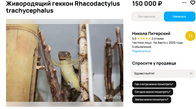 Необычная ящерица | Источник: Авито