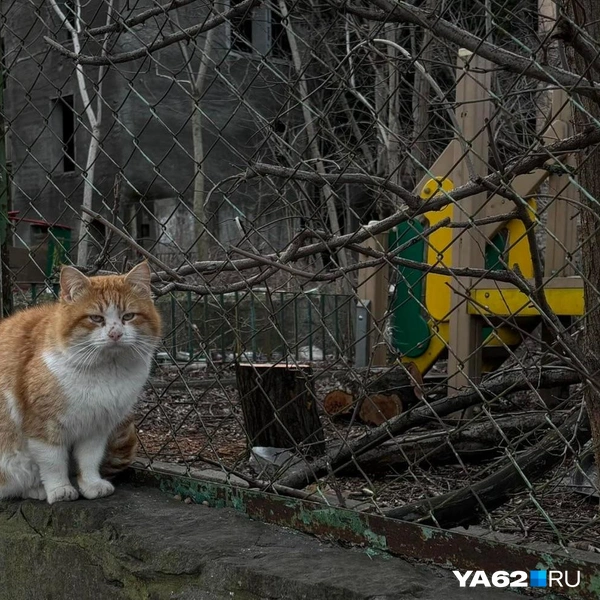 В Новороссийске много ласковых котиков. Это лишь один из них | Источник: Виктория Улитова / YA62.RU