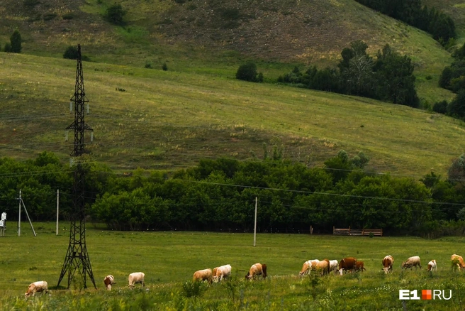 Коровы очень часто пасутся возле ЛЭП | Источник: Артём Устюжанин / E1.RU