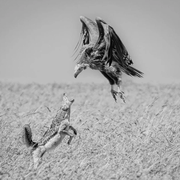 Этот кадр с шакалом и грифом занял третье место. Далее идут снимки финалистов | Источник: Vicki Santello / Exposure One Awards 2025