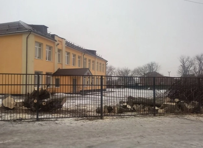 В мэрии назвали причину вырубки деревьев в Канищеве | ya62.ru