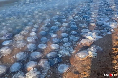 Медузы помогут спасти Азовское море: получен коллаген