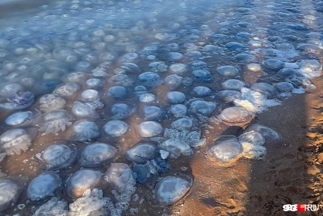 Медузы массово распространились в Азовском море из-за солености воды | Источник: читатель 93.RU