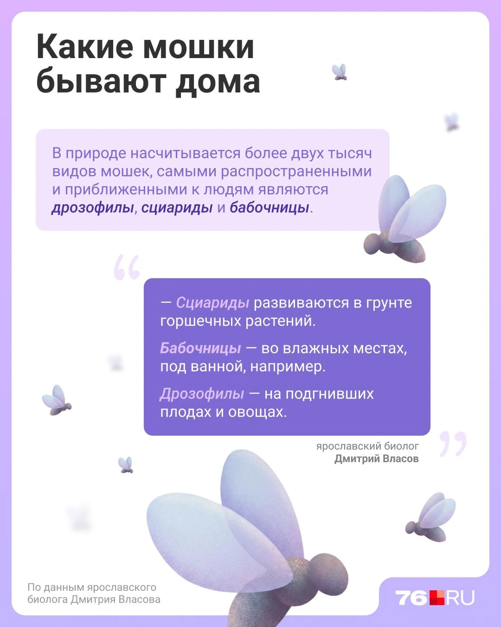 Эксперт рассказал, какие мошки залетают в дом | Источник: Евгения Бикунова / Городские порталы