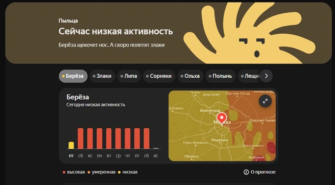Береза еще продолжает цвести, но уже не так активно | Источник: Яндекс Погода
