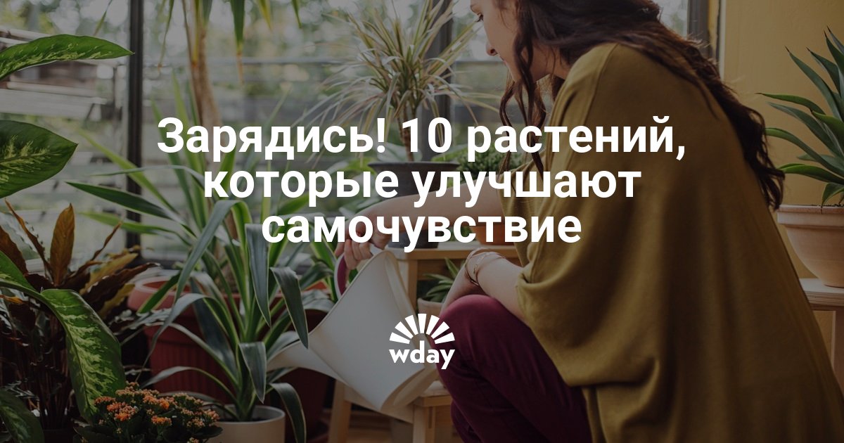 Как улучшить состояние цветов. Толстянка однобокая. Как улучшить состояние цветов. Высота и тип побега клевера красного. Как улучшить самочувствие и настроение.