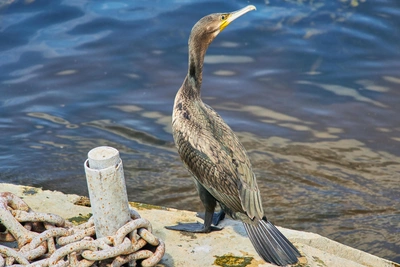 Бакланов разрешат отстреливать в Иркутской области с весны 2026 года
