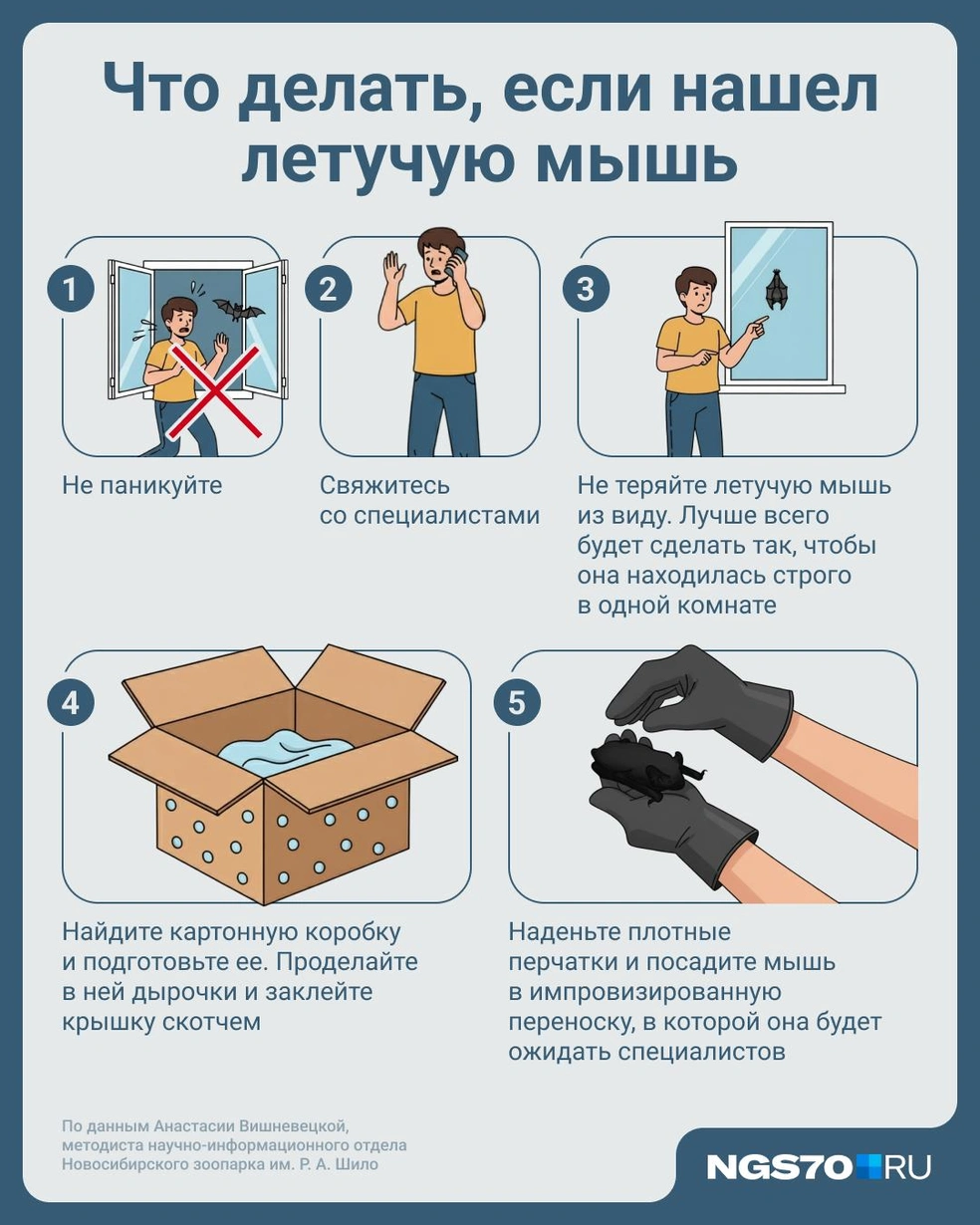 Подробная инструкция от эксперта  | Источник: Юрий Скулыбердин / Городские медиа 