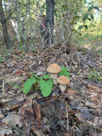 А эти товарищи из леса около Песчанки | Источник: читатель «Чита.Ру»
