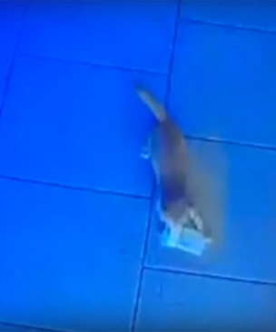 В Анапе котенок украл из кассы бара пачку денег. Дважды (видео)