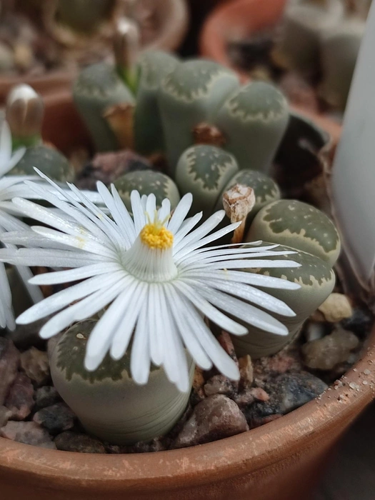 В Ботаническом саду покажут цветущие камни с мыса Доброй Надежды | Источник: предоставлено КПЦ БИН РАН