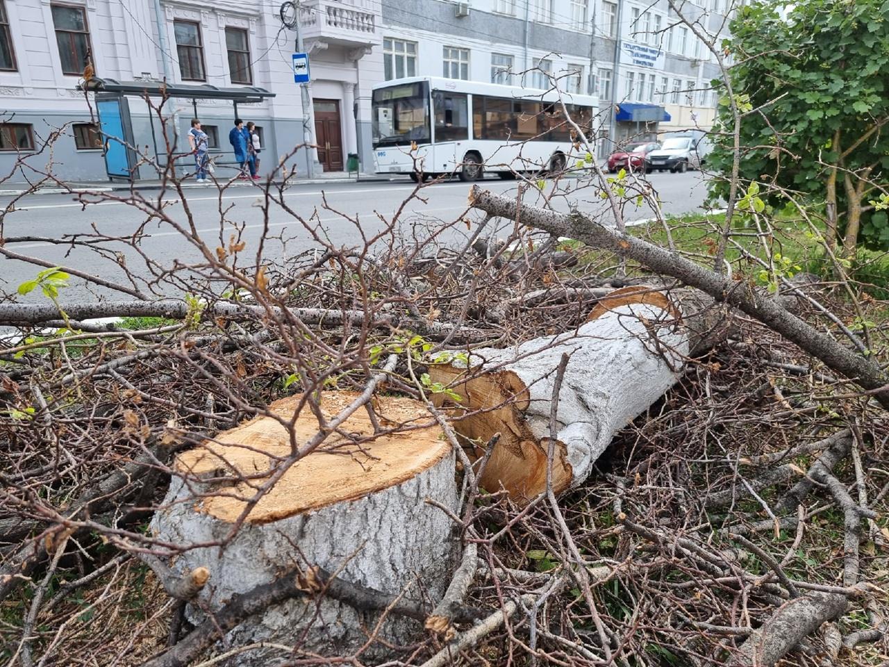 Стало известно, в каких случаях в Самаре можно вырубать деревья 30 июня  2022 года - 30 июня 2022 - 63.ру